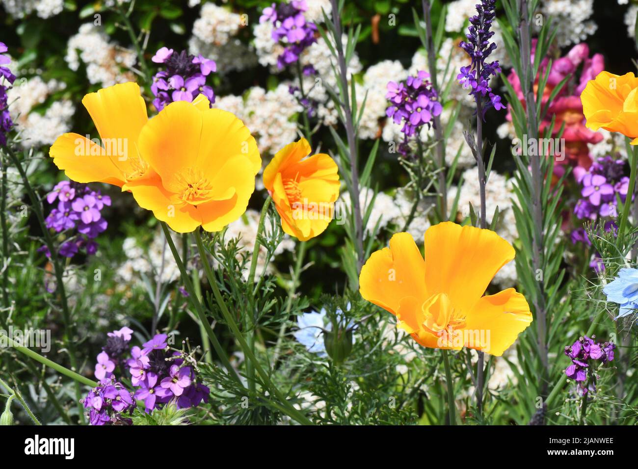 Amapolas californianas brillantes de oro, 'Eschscholzia californica' en una frontera mixta a principios de verano en un jardín en Somerset. Foto de stock
