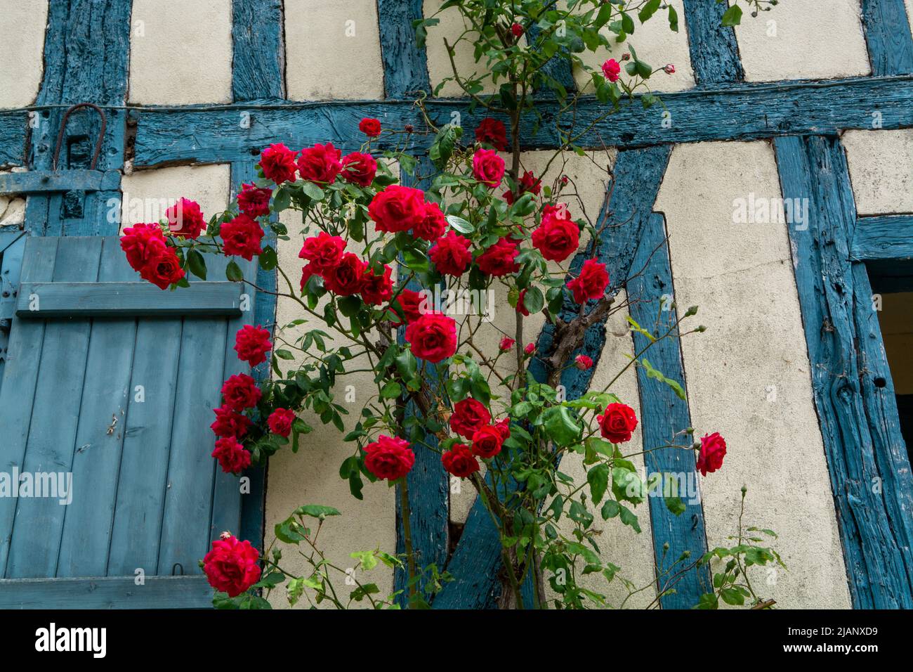 Flor de verano de flores coloridas rosas fragantes en las estrechas calles  de la pequeña aldea de Gerberoy, Normandía, Francia Fotografía de stock -  Alamy