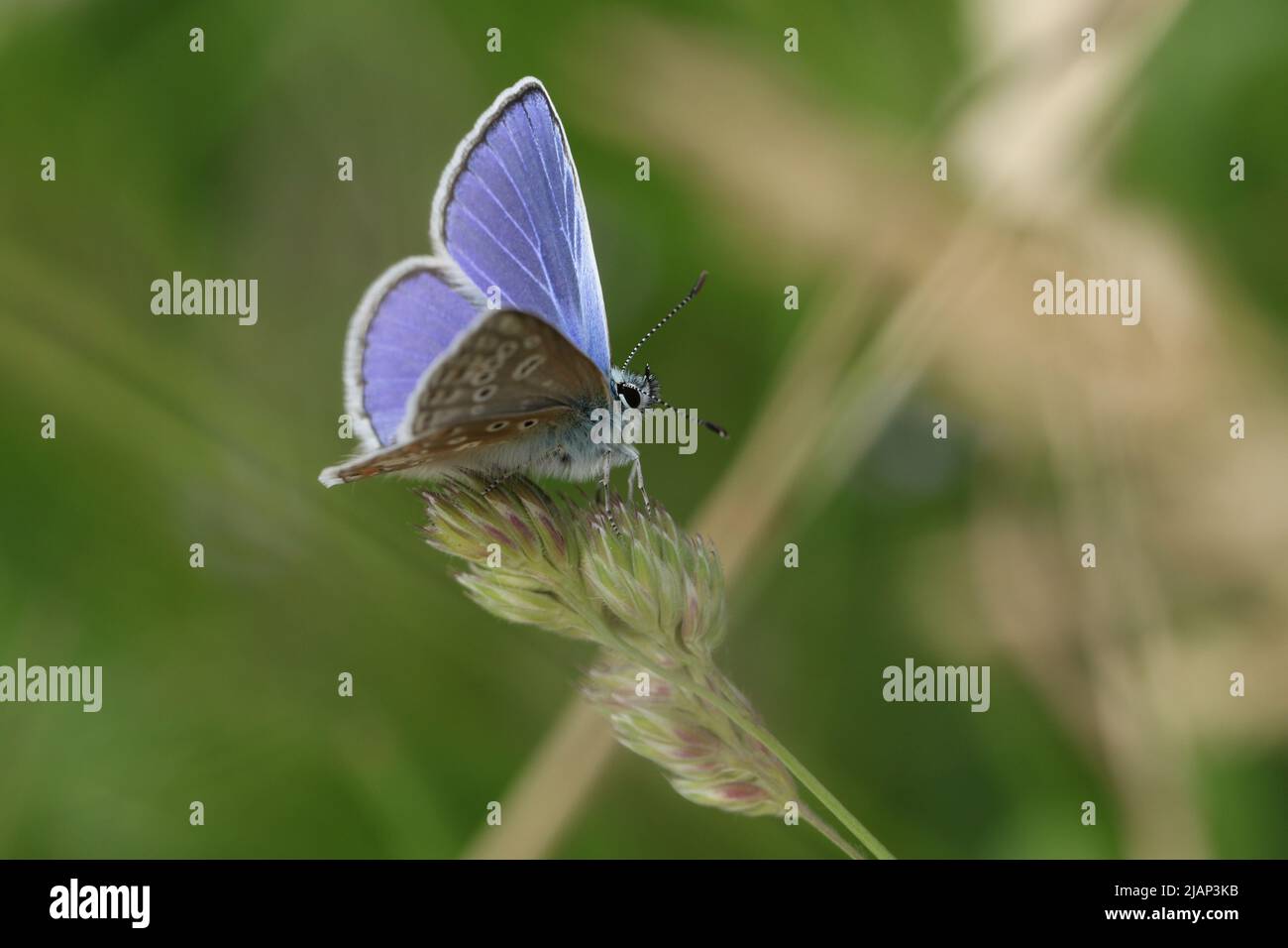 Una mariposa azul común masculina, Polyommatus icarus, descansando sobre semillas de pasto en un prado en primavera. Foto de stock