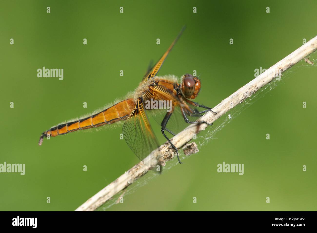 Una caza escasa Chaser Dragonfly, Libellula fulva, perchando en una planta que crece en el borde de un río. Foto de stock