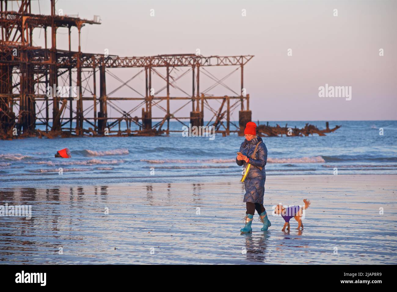 Restos oxidados del dilapidado West Pier en la marea baja del amanecer. Brighton & Hove, Sussex, Inglaterra, Reino Unido. Luna llena. Mujer caminando con perro. Foto de stock