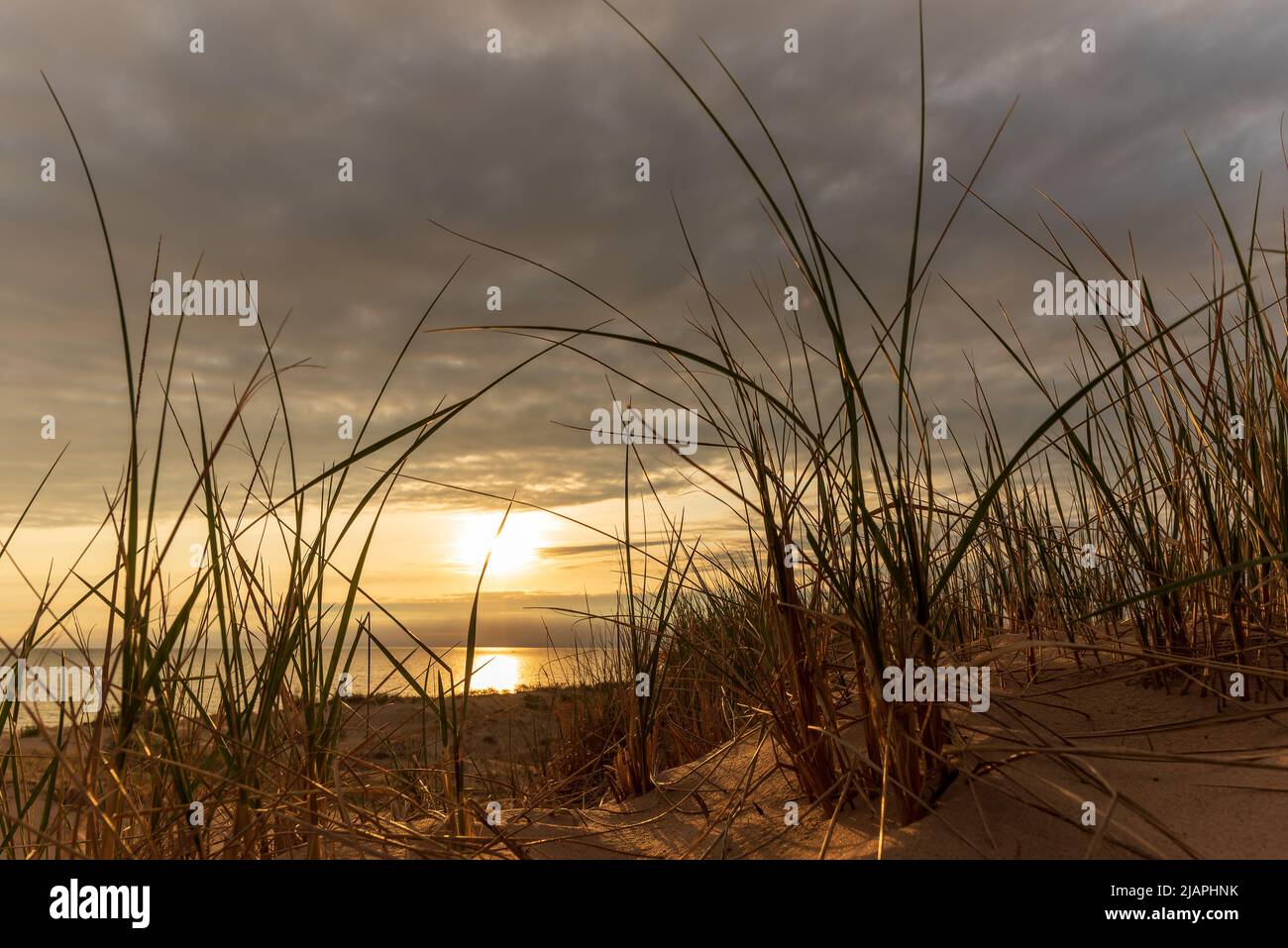 Grass en una duna de arena como las puestas de sol sobre el Lago Michigan Foto de stock