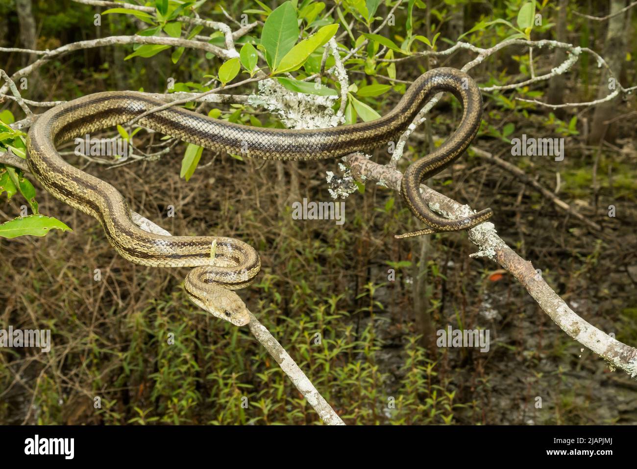 Serpiente de rata verdosa - Pantherophis alleghaniensis Foto de stock