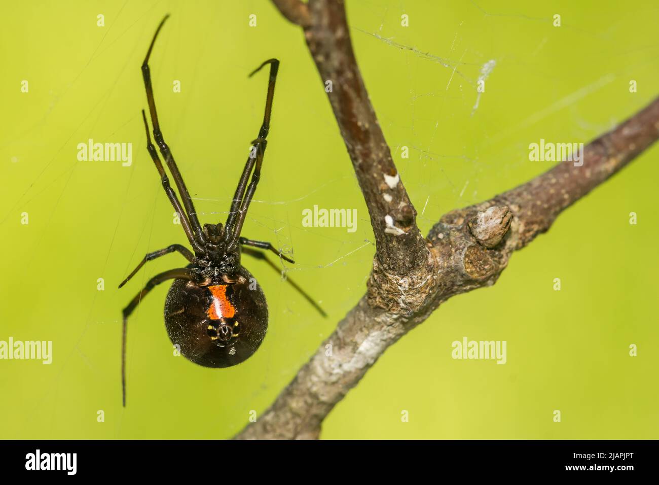 Southern Black Widow Spider - Latrodectus mactans Foto de stock