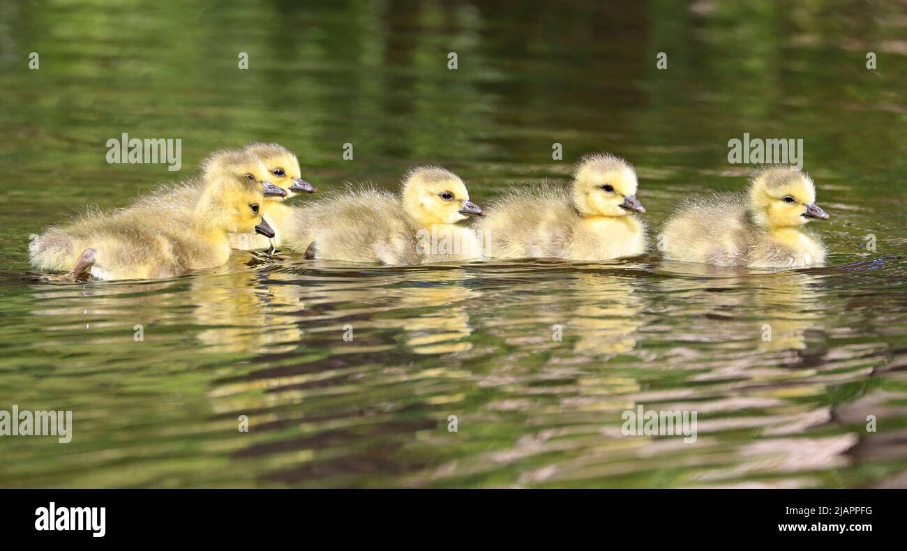 Los bebés de gansos canadienses nadan en el lago con bonitas reflexiones y un verde en primer plano Foto de stock
