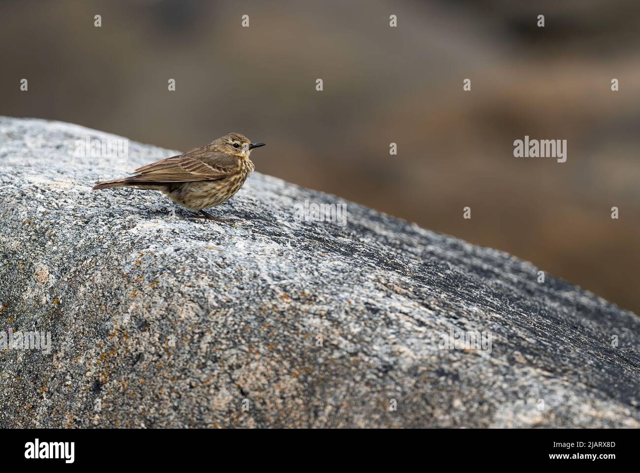 European Rock Pipit - Anthus petrosus, pequeño ave castaña perchando de las costas y acantilados del mar y del océano europeos, isla de Runde, Noruega. Foto de stock