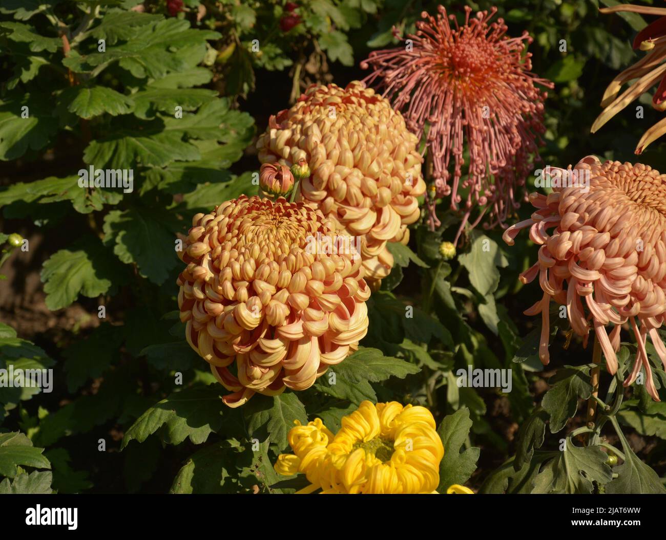dos grandes flores de crisantemo florecen en el jardín en el día de otoño Foto de stock