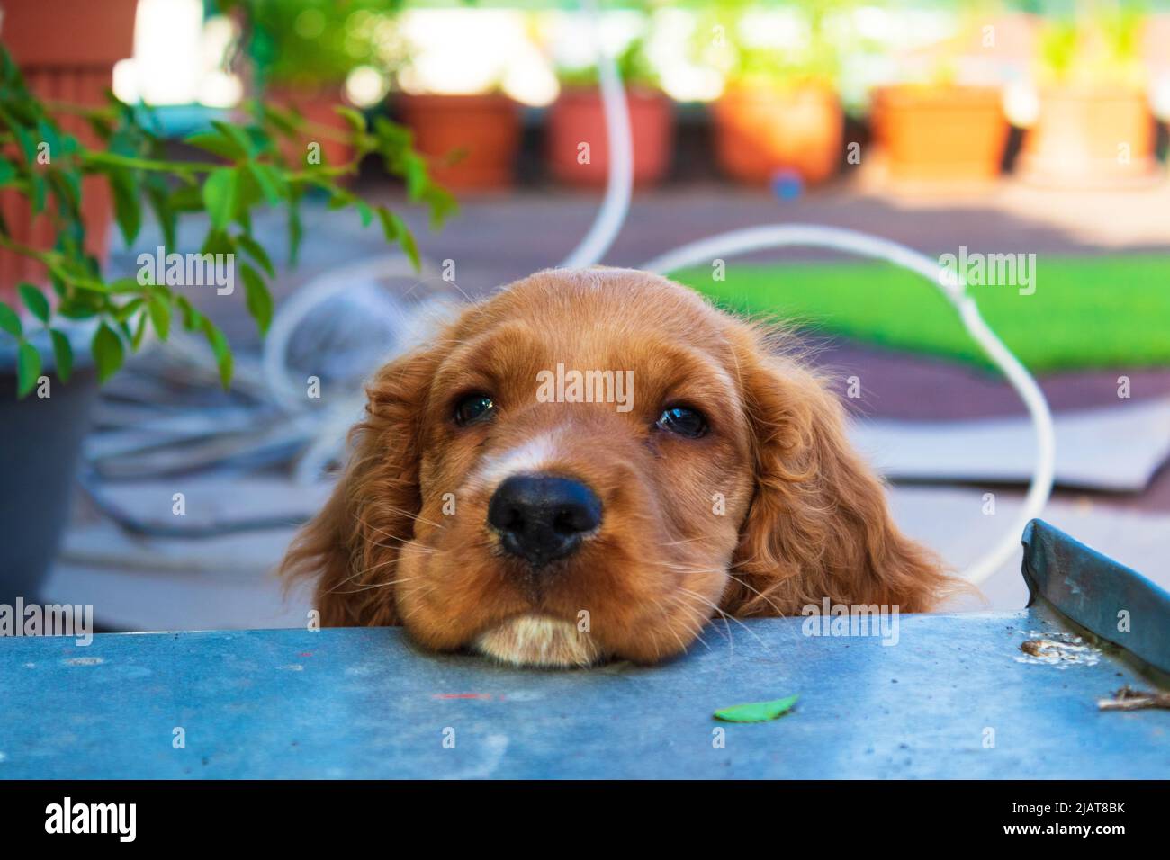 Lindo cachorro de dos meses Inglés Cocker Spaniel perro Johny relajarse en  la terraza, en la habitación piso de parqué o baldosas de terracota abrazó  un juguete de peluche Fotografía de stock -
