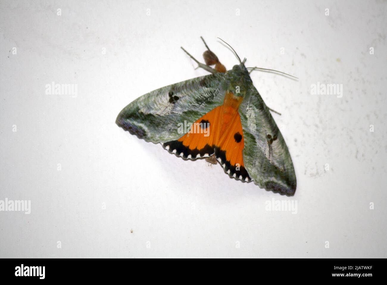 Moth (Eudocima materna) apoyado con alas esparcidas : pix SShukla Foto de stock