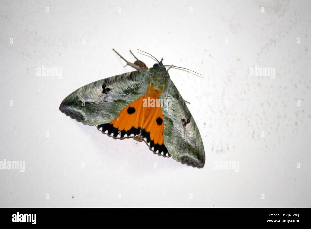 Moth (Eudocima materna) apoyado con alas esparcidas : pix SShukla Foto de stock