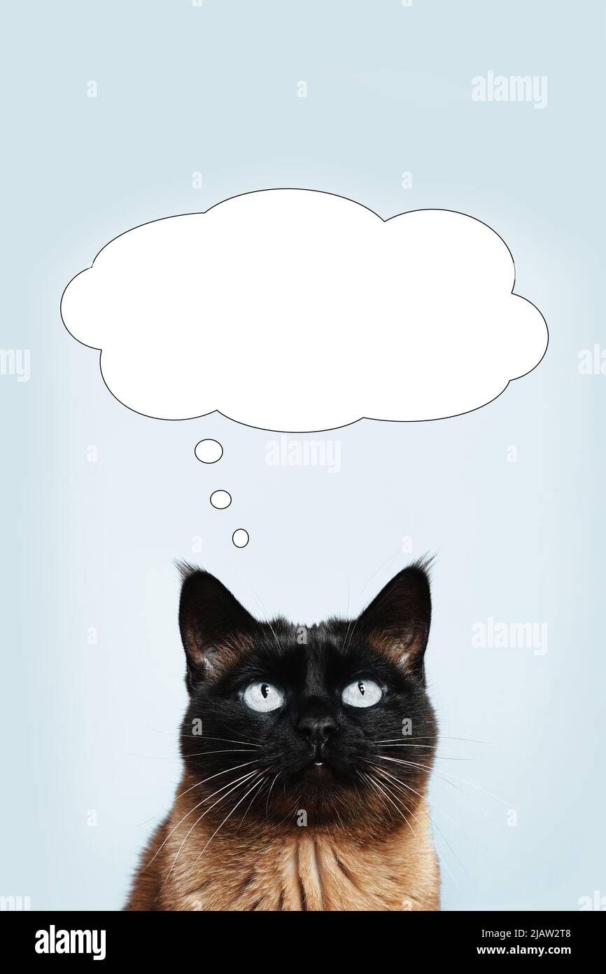 gato siamés pensando o soñando con algo en burbuja de pensamiento Foto de stock