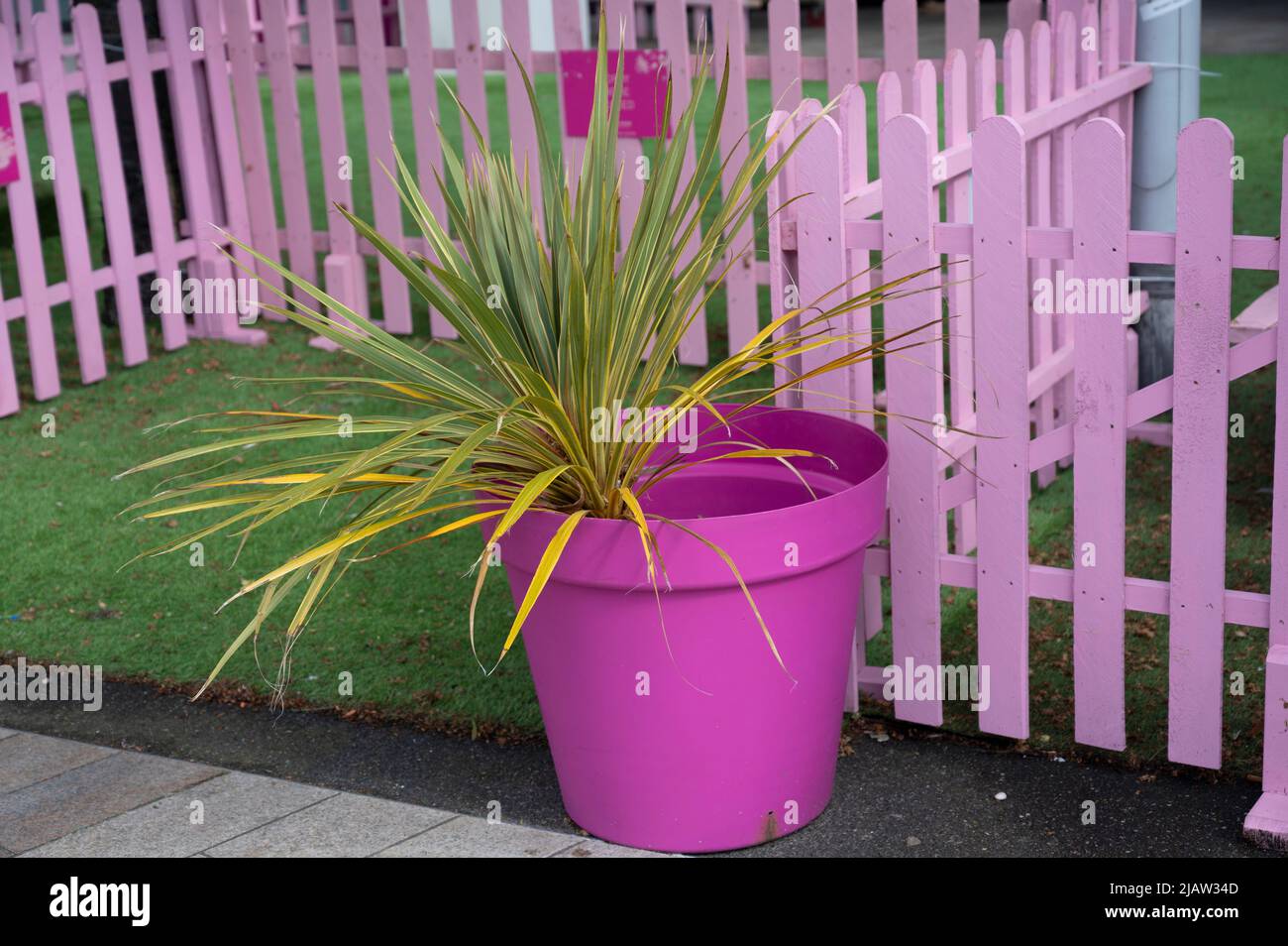 Liverpool, Inglaterra, Reino Unido. Planta en una maceta de planta rosa delante de una cerca rosa. Foto de stock