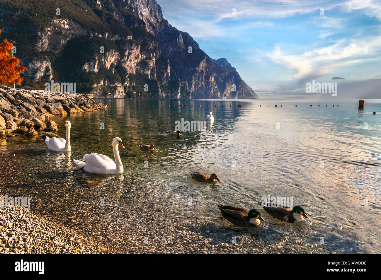 Lago Swan. Hermosa mañana en el impresionante Lago di Garda. Riva del Garda, al norte de Italia Foto de stock