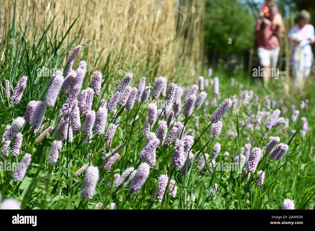 Gente dando un paseo junto a las flores en el London Wetland Center, Londres, Inglaterra, Reino Unido Foto de stock
