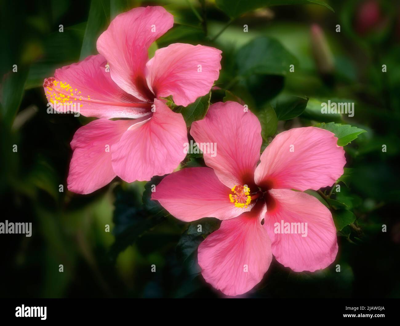 Primer plano de las flores de Hybiscus. Hawaii, la Isla Grande Foto de stock