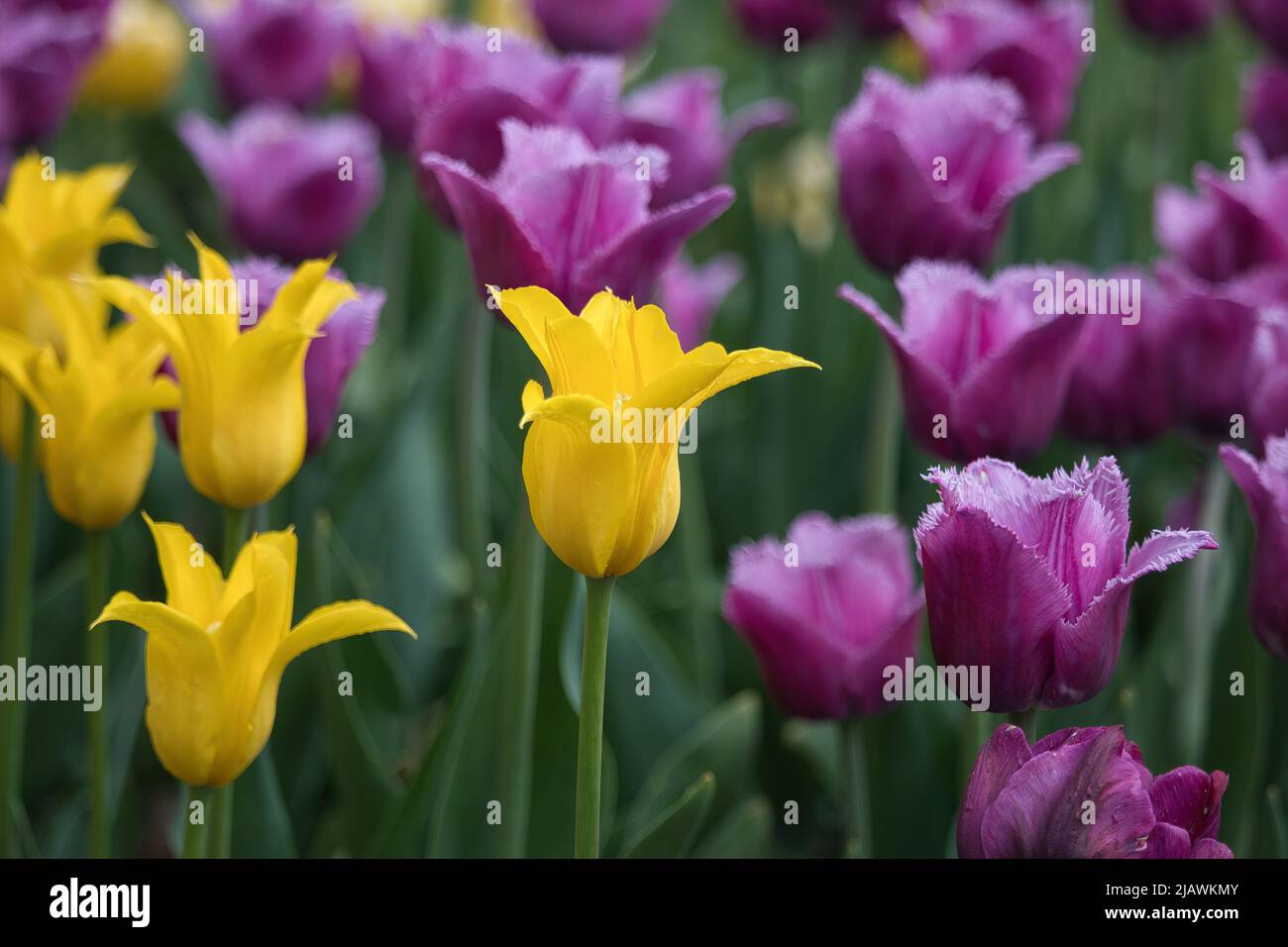Tulipanes brillantes amarillos y púrpura creciendo en un jardín en primavera. Foto de stock