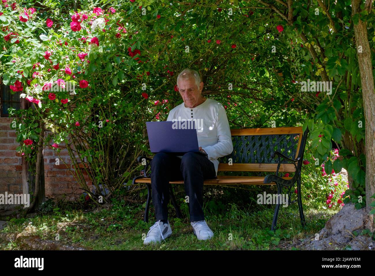 hombre maduro sentado en el jardín con ordenador portátil trabajando desde casa bajo la sombra de un cenador natural de rosas Foto de stock