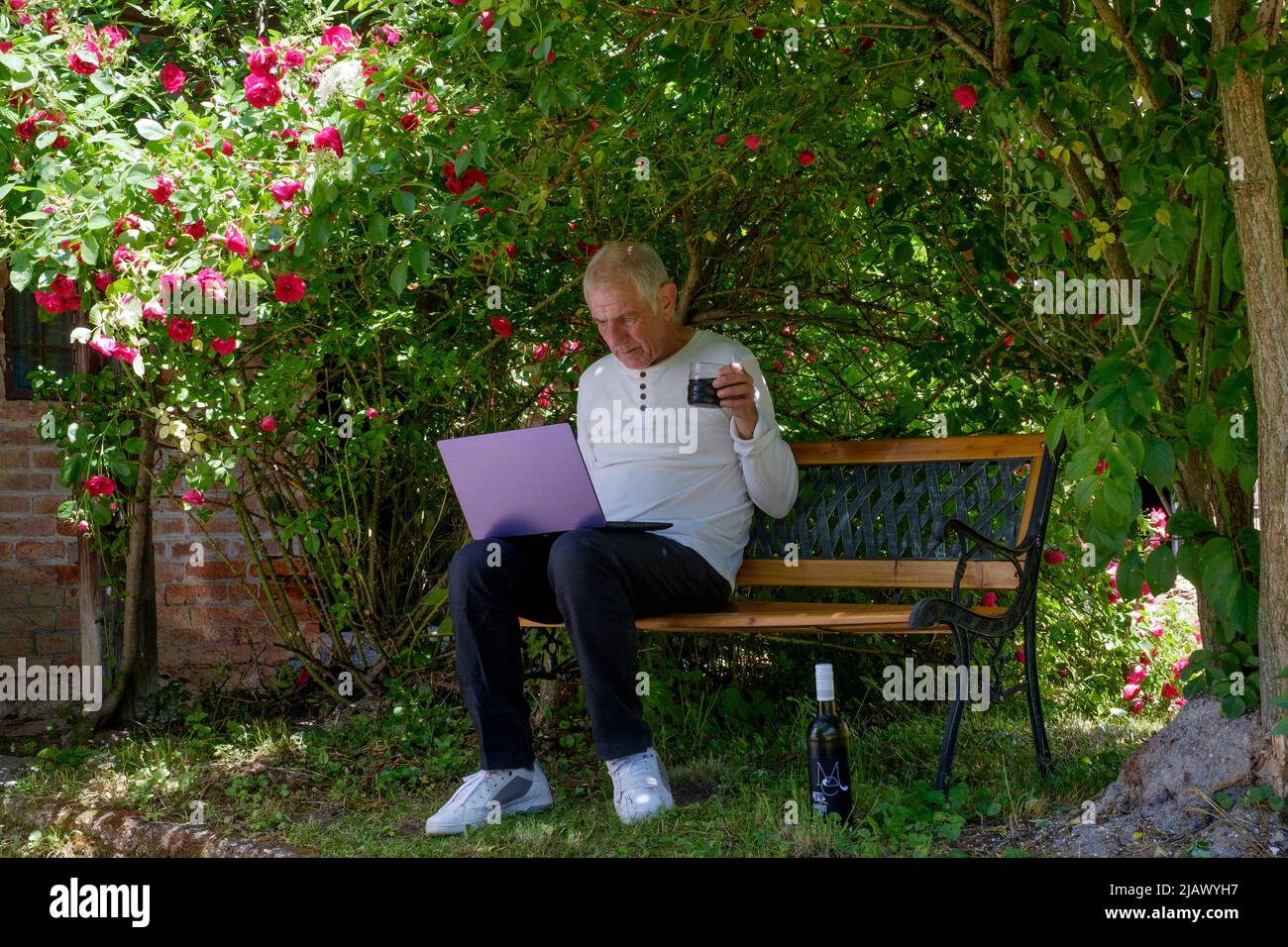 hombre maduro sentado en el jardín con ordenador portátil que trabaja desde casa bajo la sombra de un cenador natural de rosas sosteniendo una copa de vino Foto de stock