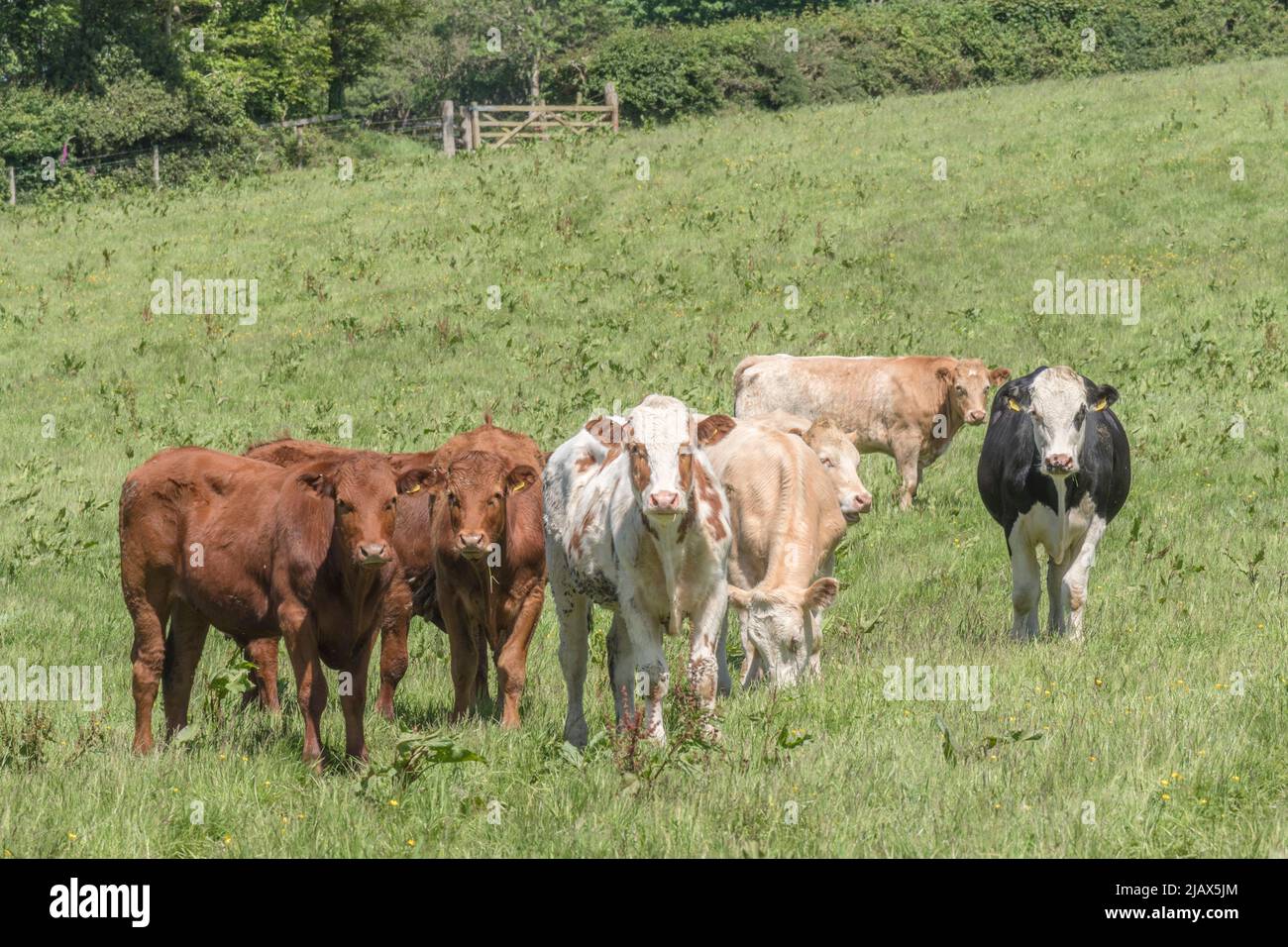 Pequeño grupo de jóvenes bueyes en el campo y mirando inquisitivamente a la cámara. Para la industria ganadera del Reino Unido, la carne de vacuno británica, la agricultura del Reino Unido, el bienestar de los animales de granja del Reino Unido. Foto de stock