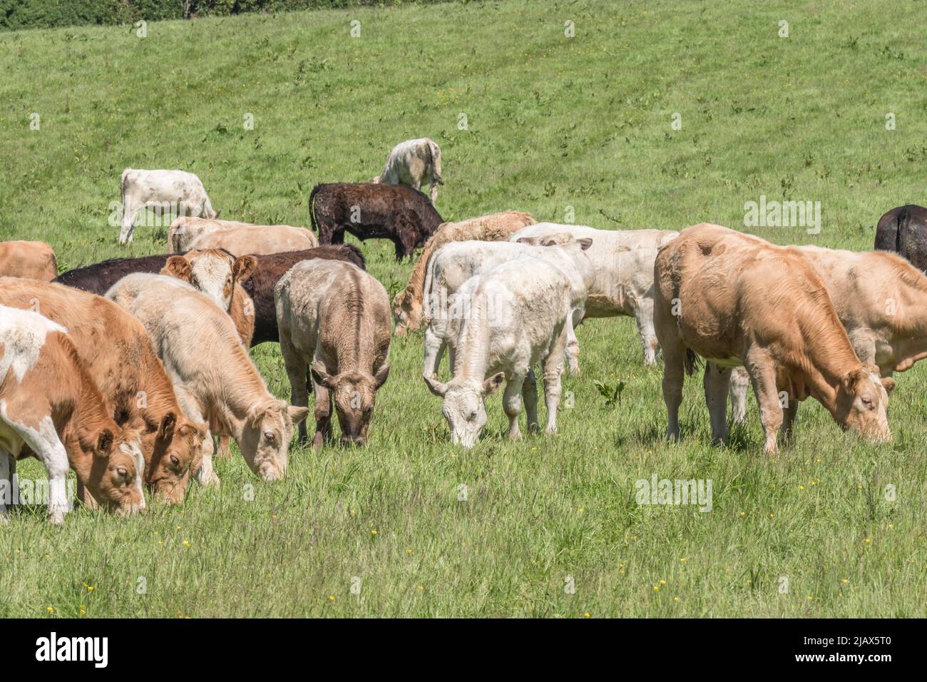 Pequeño grupo de jóvenes bueyes en el campo y mirando inquisitivamente a la cámara. Para la industria ganadera del Reino Unido, la carne de vacuno británica, la agricultura del Reino Unido, el bienestar de los animales de granja del Reino Unido. Foto de stock