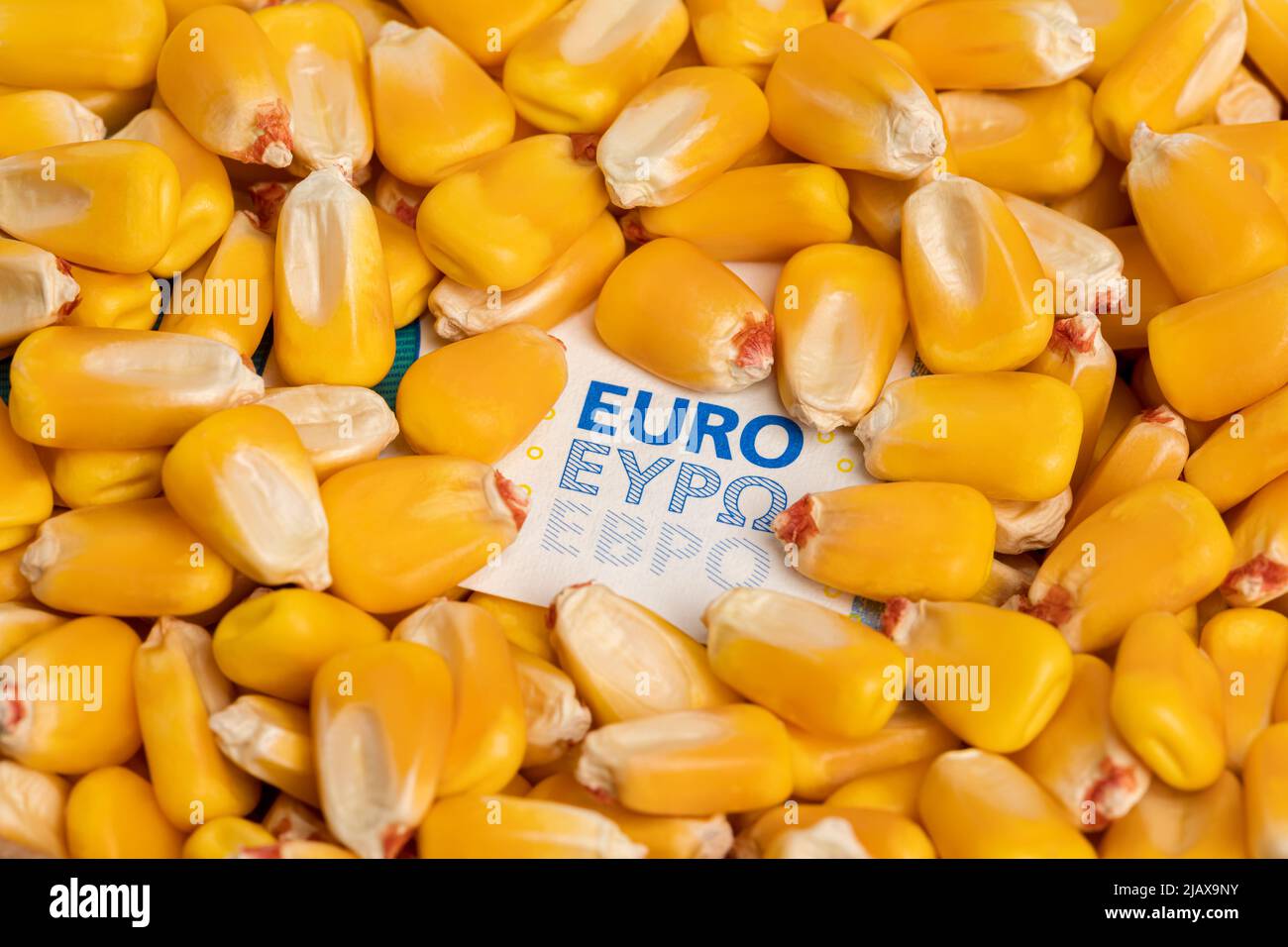 Granos de maíz y billete de euro. Importaciones y exportaciones agrícolas, concepto de agricultura y biocombustible Foto de stock