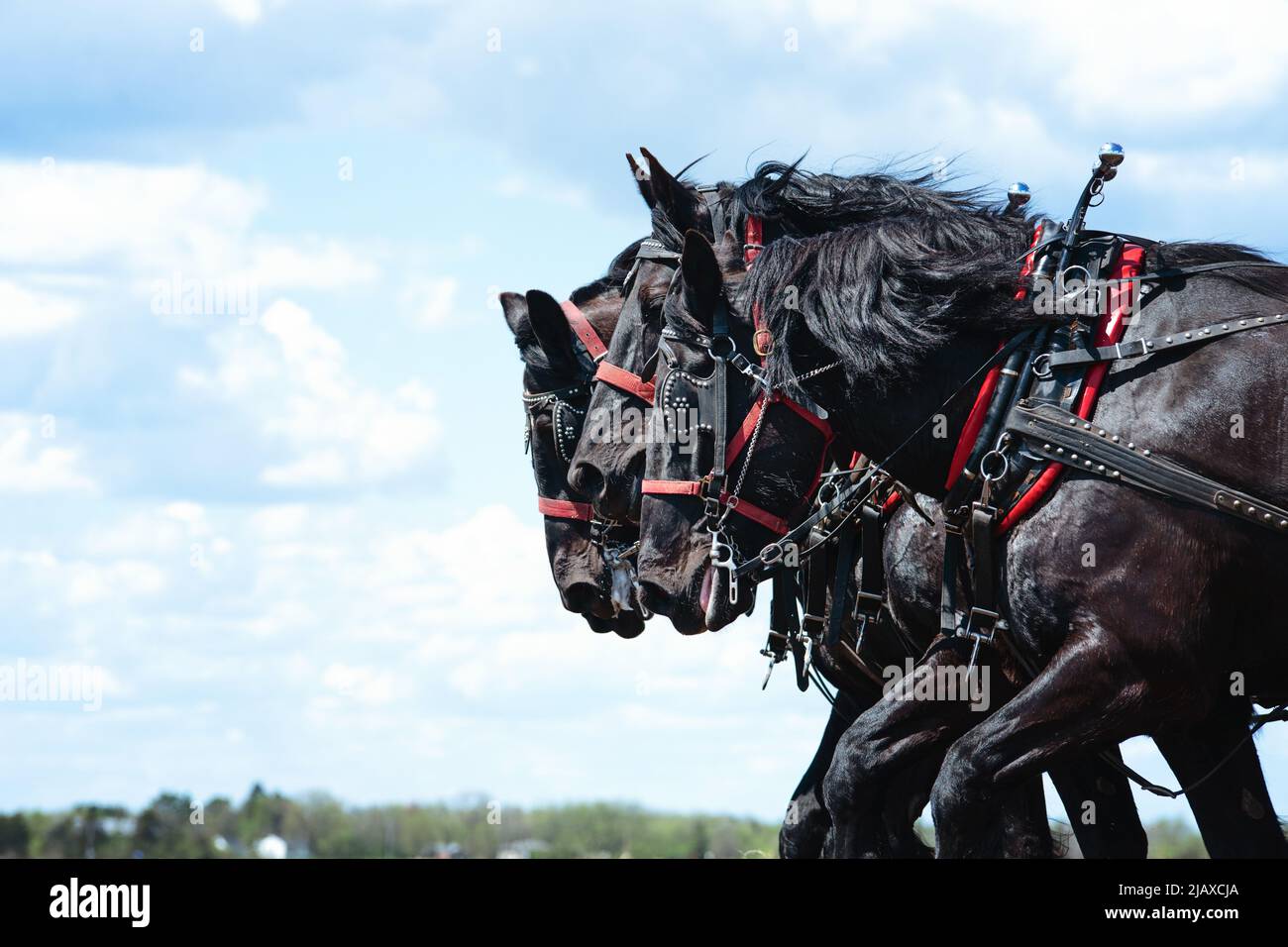 Black Percheron caballo equipo arando un campo. Foto de stock