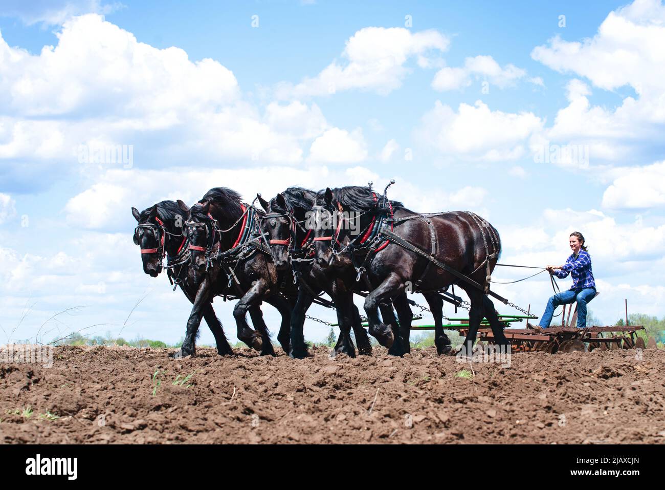 Mujer arando un campo con un equipo de cuatro caballos Percheron negros. Foto de stock