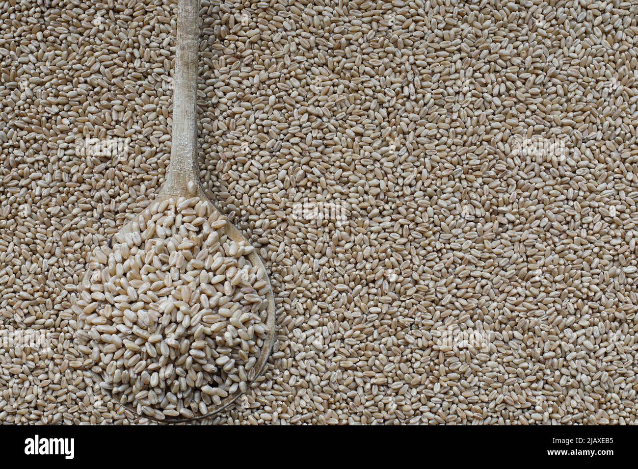 Cuchara de madera llena de bayas de trigo blanco duro. Imagen tomada desde la vista superior. Plano. Foto de stock