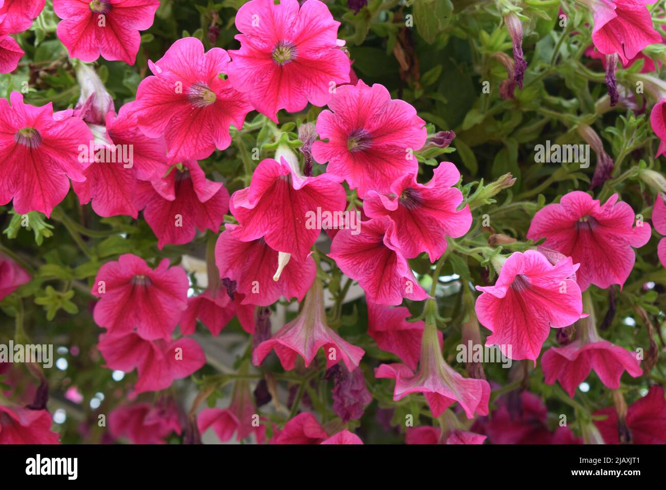 Rosa Petunia Flores, de cerca. Las petunias son una de las flores más  populares debido a su largo período de floración Fotografía de stock - Alamy