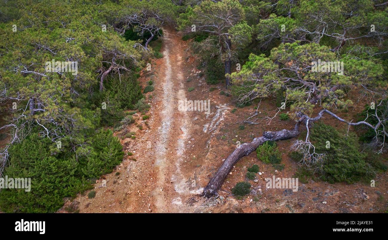 Sendero misterioso en bosque de montaña, pistas de ruedas entre pinos, vista desde arriba Foto de stock