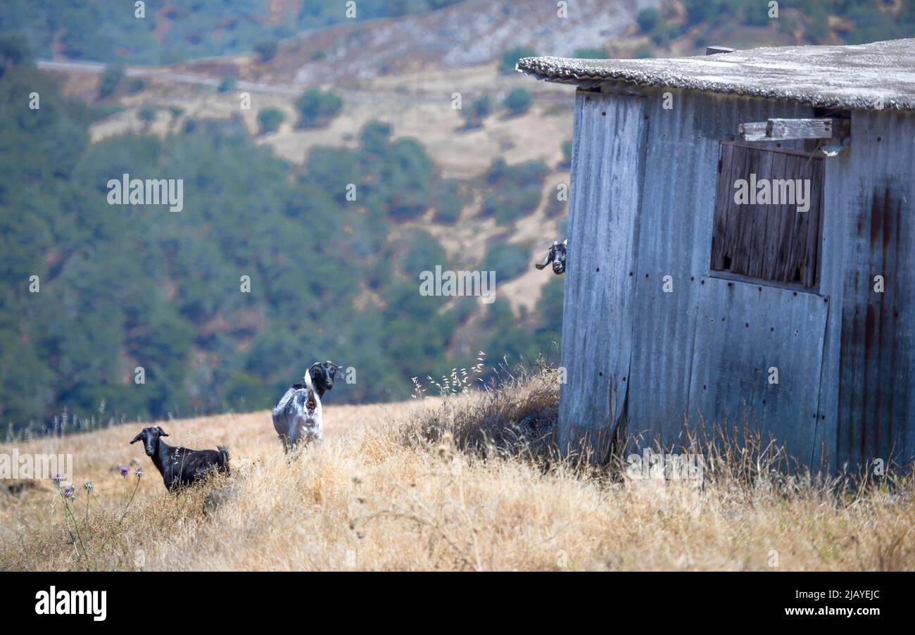 Despoblación rural en Chipre. Las ruinas de la aldea abandonada solían mantener a las cabras domésticas Foto de stock