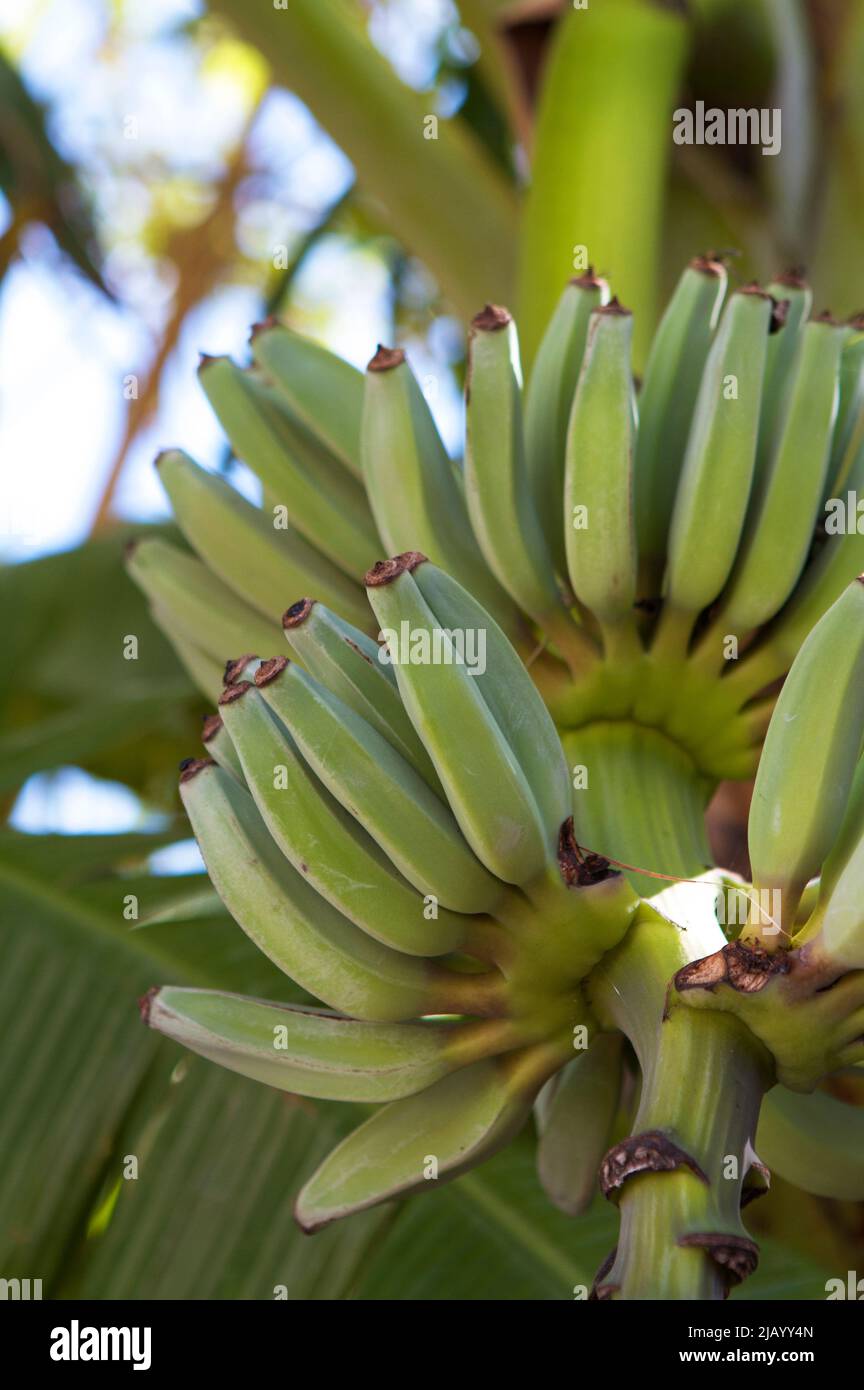 Racimos de plátanos verdes que crecen en un árbol en los trópicos. Foto de stock