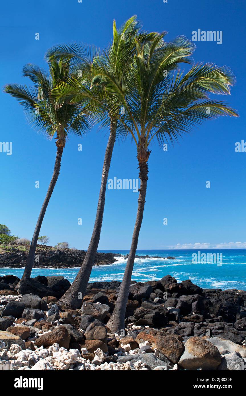 Tres palmeras en la orilla del Parque Histórico Estatal Lapakahi en la Isla Grande, Hawai, con el Océano Pacífico al fondo. Foto de stock