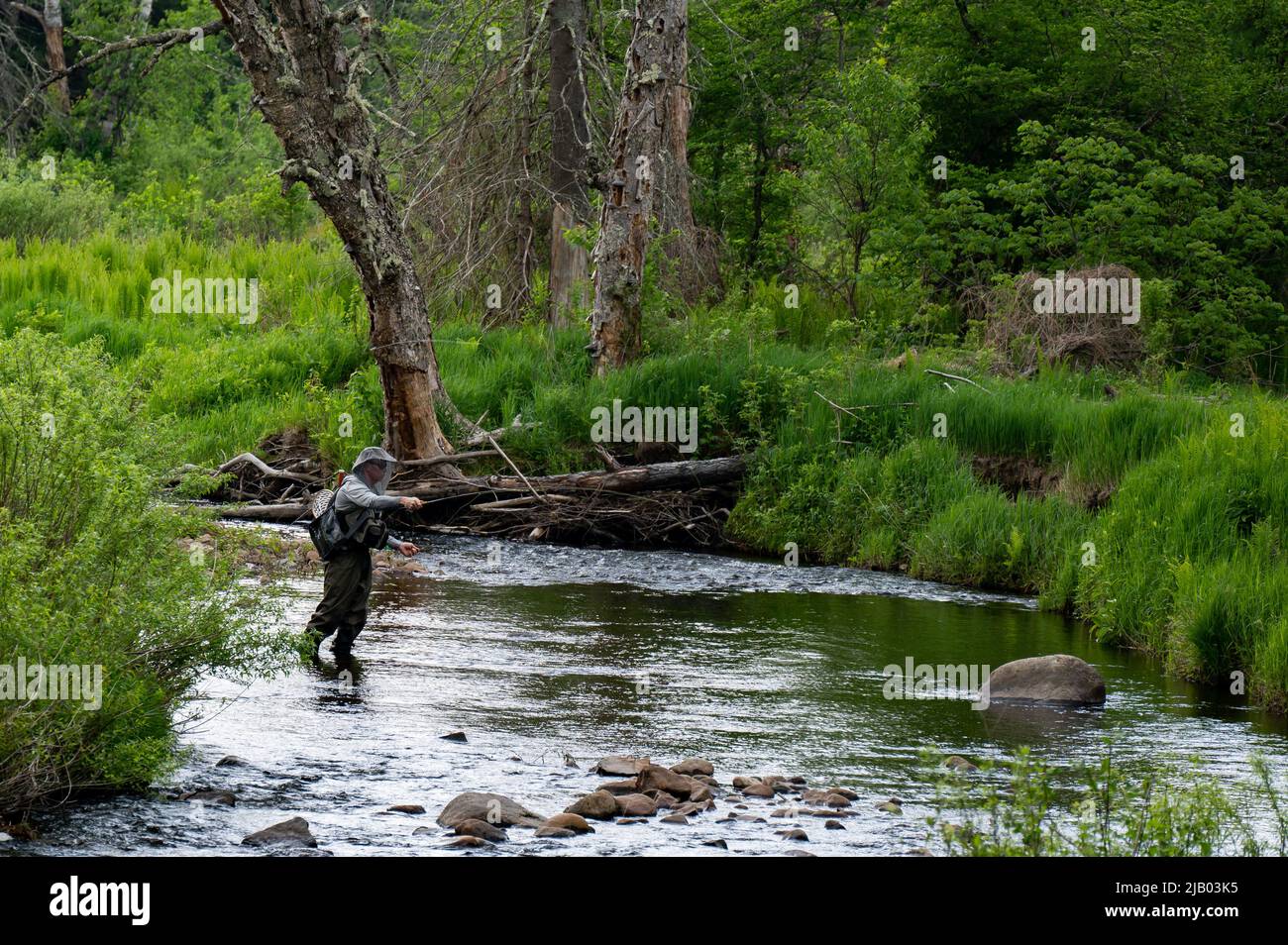Una persona que pesca con mosca lanzando una mosca en un arroyo pequeño en el desierto de las Montañas Adirondack, NY, Estados Unidos Foto de stock