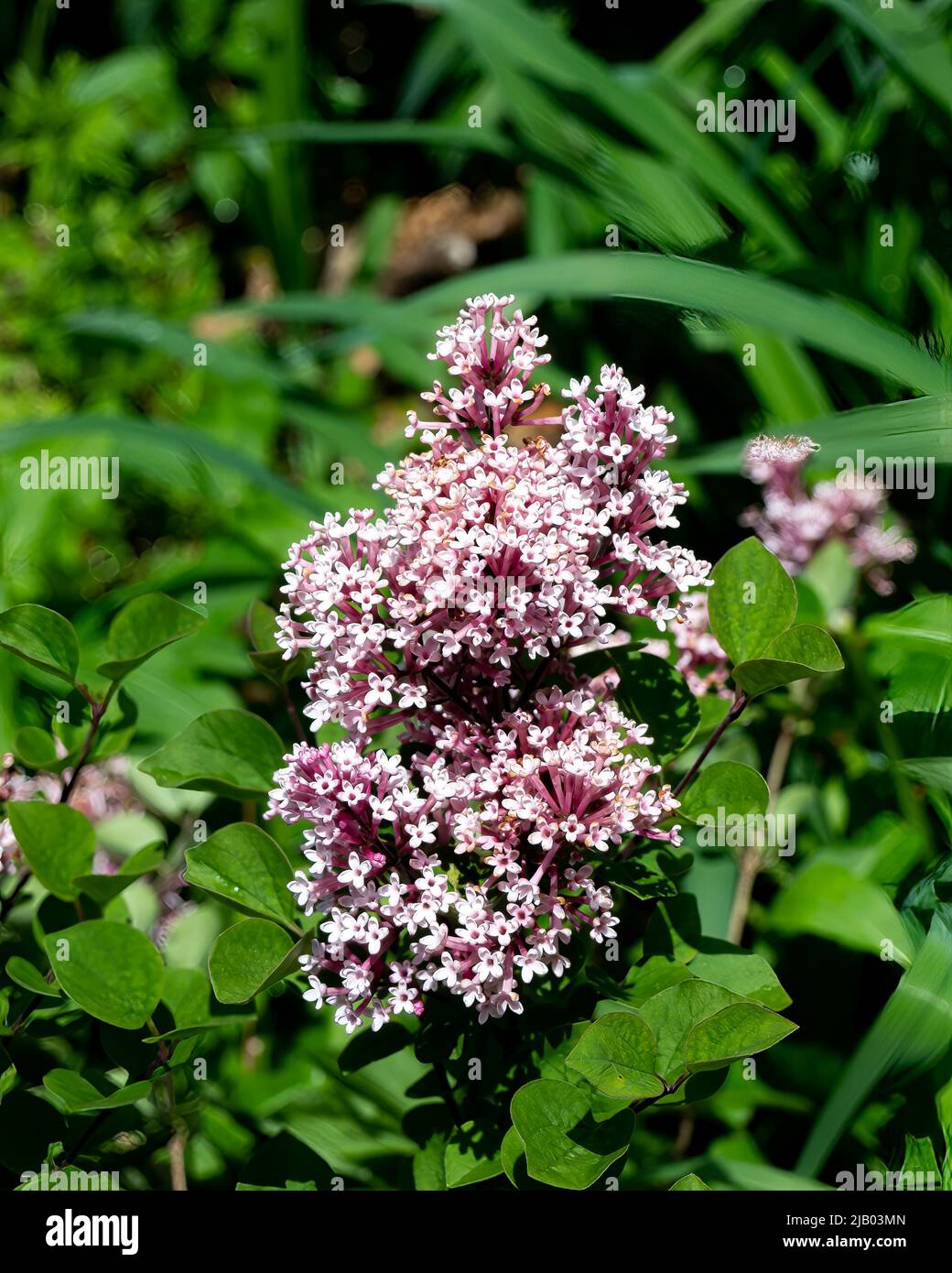 Tinkerbelle lila flores creciendo en un jardín Foto de stock