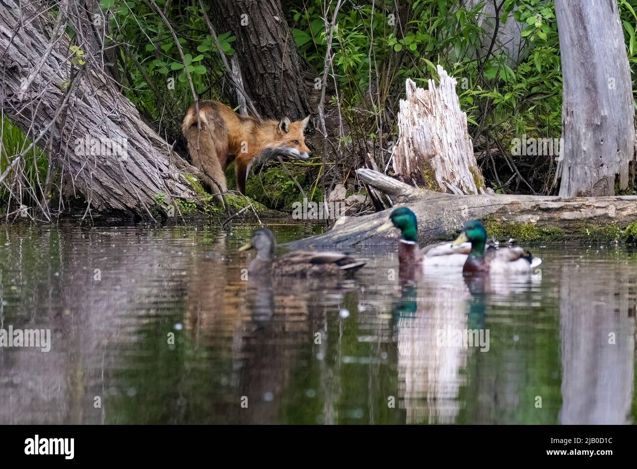 Zorro rojo cazando patos en primavera Fotografía de stock - Alamy