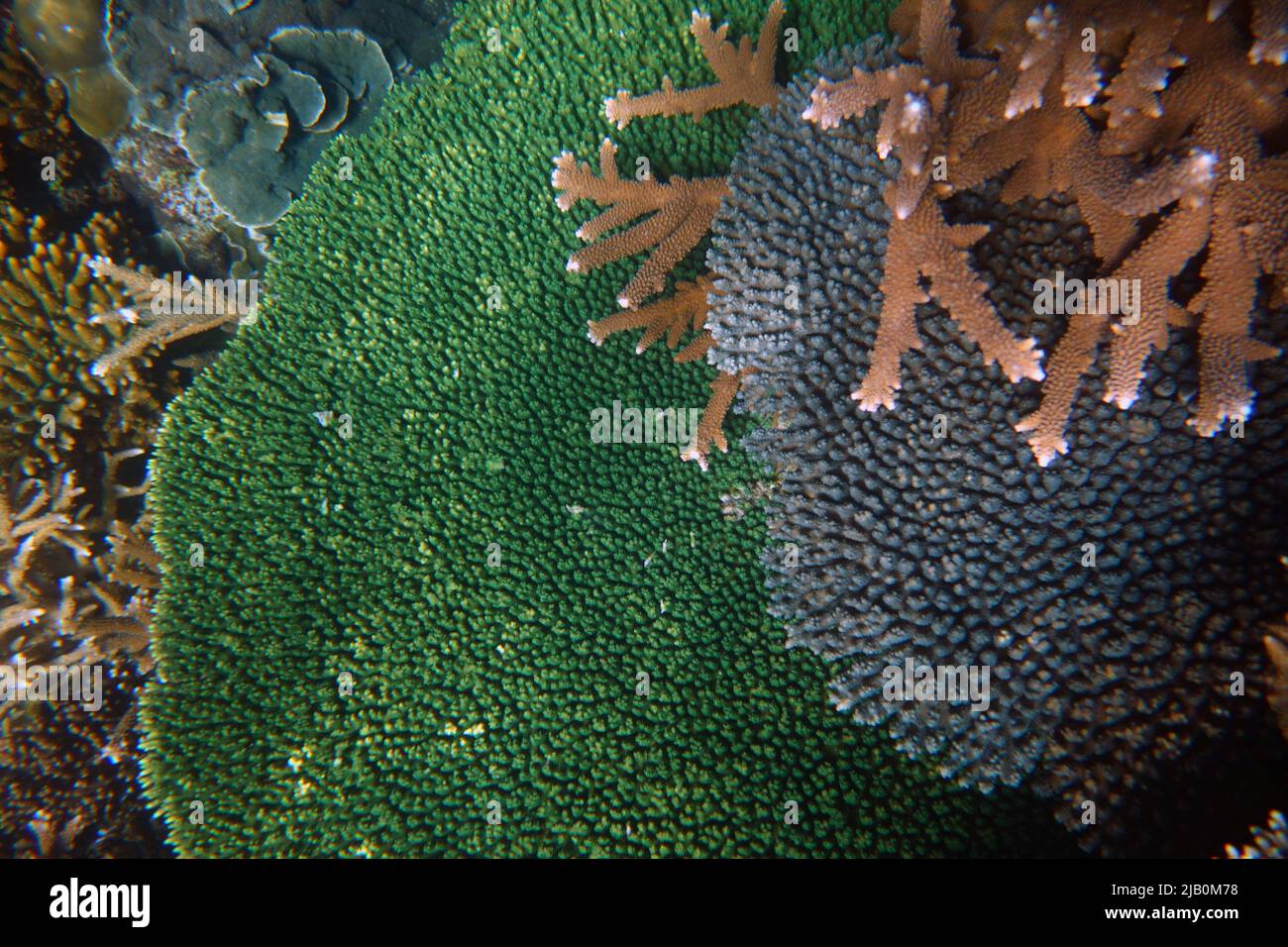 Diversidad de Acropora y otras especies coralinas en arrecifes de alta diversidad y cubierta, Kent Island, Barcard Islands Group, Great Barrier Reef, Queensland, Au Foto de stock