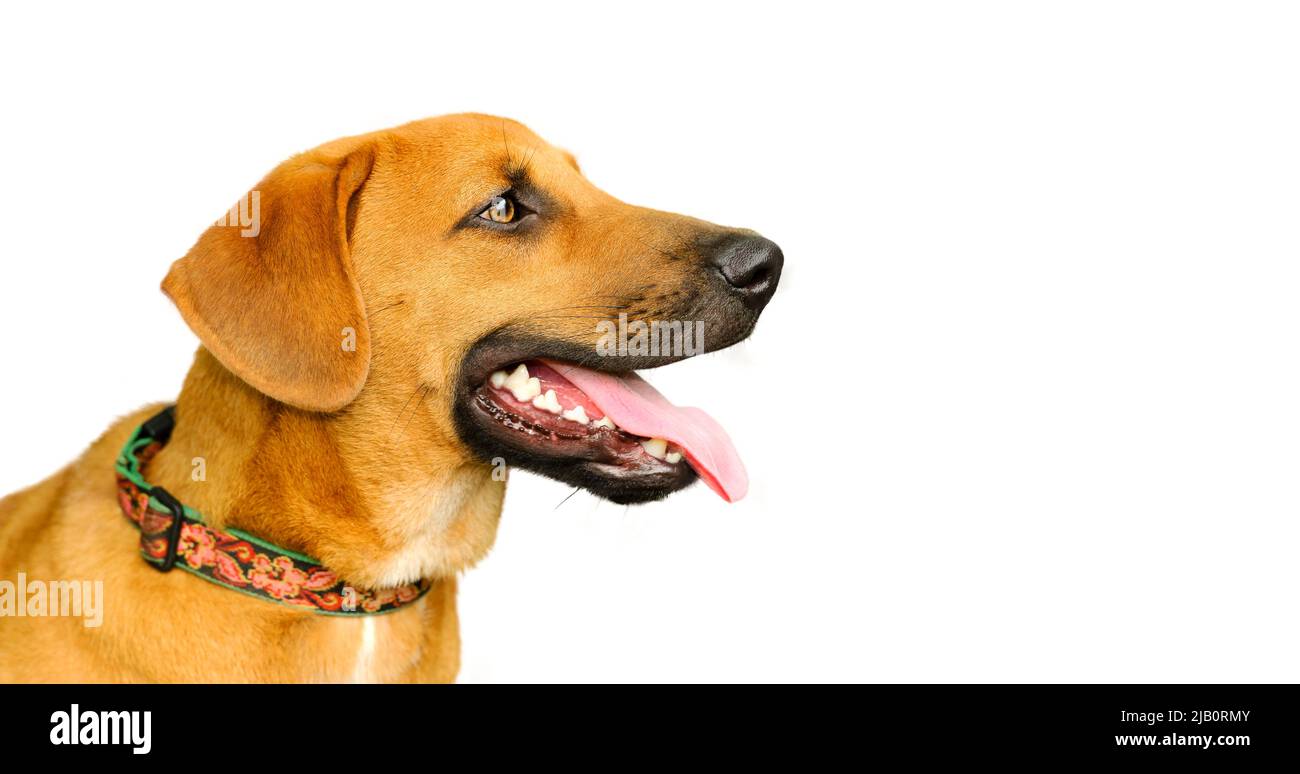 Un perfil de un perro feliz excitado está aislado sobre un fondo blanco  Fotografía de stock - Alamy