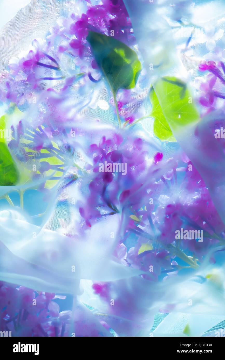 Textura de fondo de flores lilas, velo de tela blanco, contraluz Foto de stock