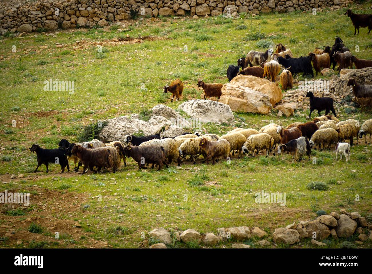 9 de mayo de 2022 Derik Mardin Turquía. Manada de cabra siendo herdada por hombres pastores en el campo Foto de stock