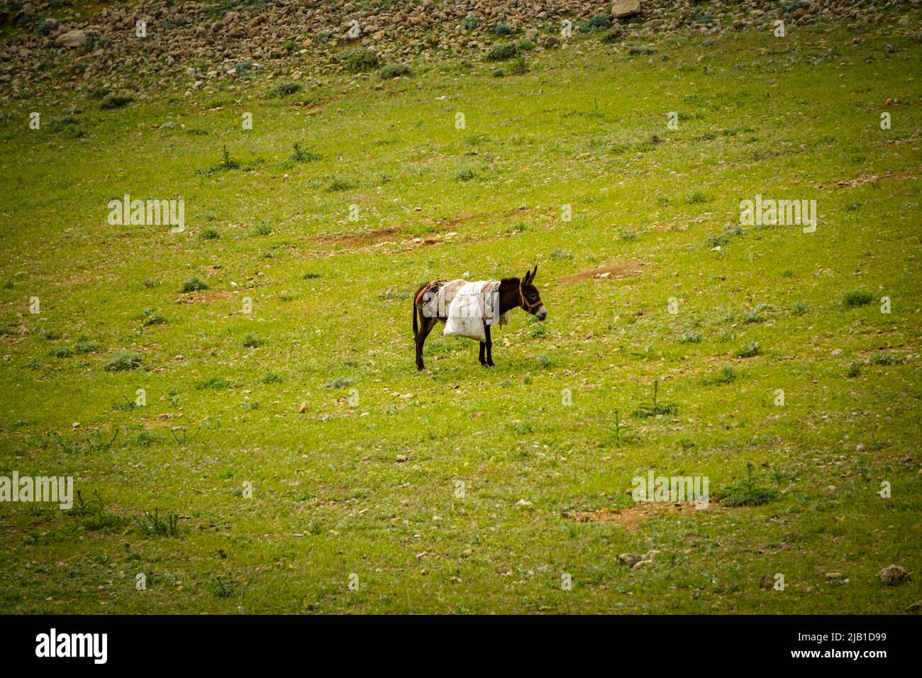 9 de mayo de 2022 Derik Mardin Turquía. Manada de cabra siendo herdada por hombres pastores en el campo Foto de stock