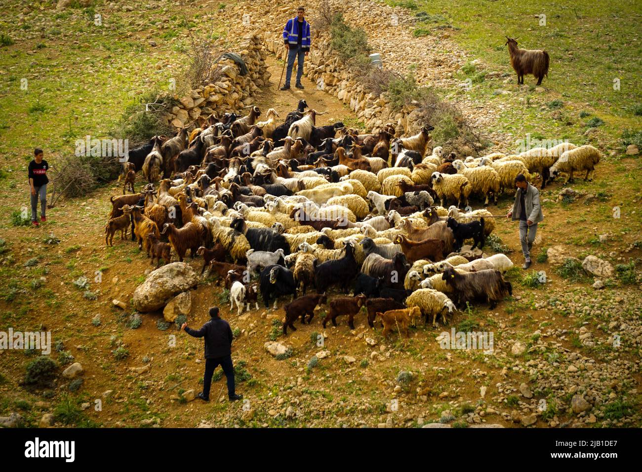 9 de mayo de 2022 Derik Mardin Turquía. Manada de cabra siendo herdada por hombres pastores en el campo Foto de stock