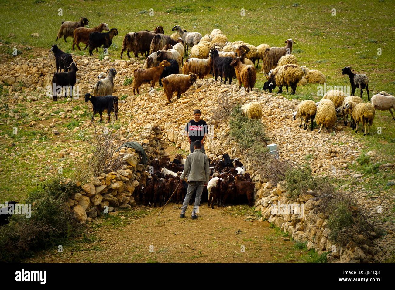 9 de mayo de 2022 Derik Mardin Turquía. Manada de cabra siendo herdada por hombres pastores en el campo Foto de stock