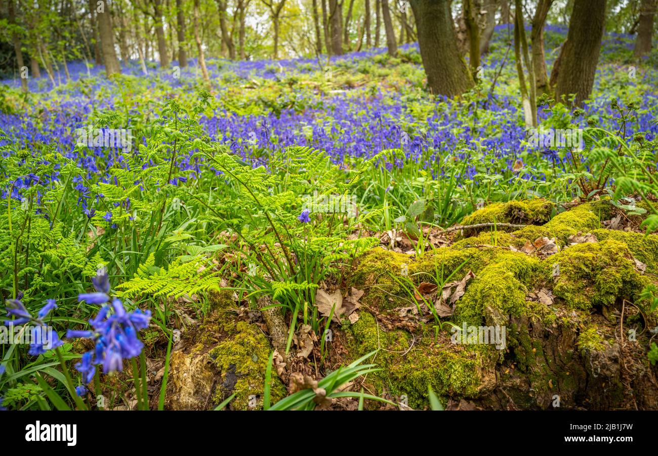 Los bluebells florecen en el bosque. Foto de stock