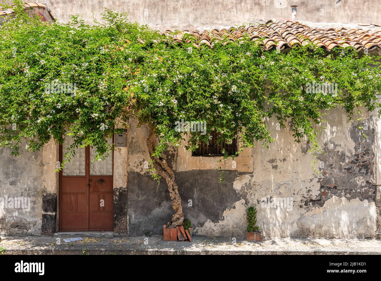 En Catania, Sicilia, Italia, un antiguo jazmín proporciona sombra de verano para una casa en una calle trasera Foto de stock