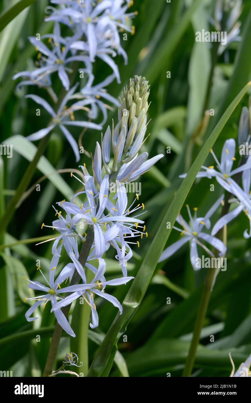 Camassia Cusickii azul erguido tallos largos perennes de flores azules tipo estrella Foto de stock