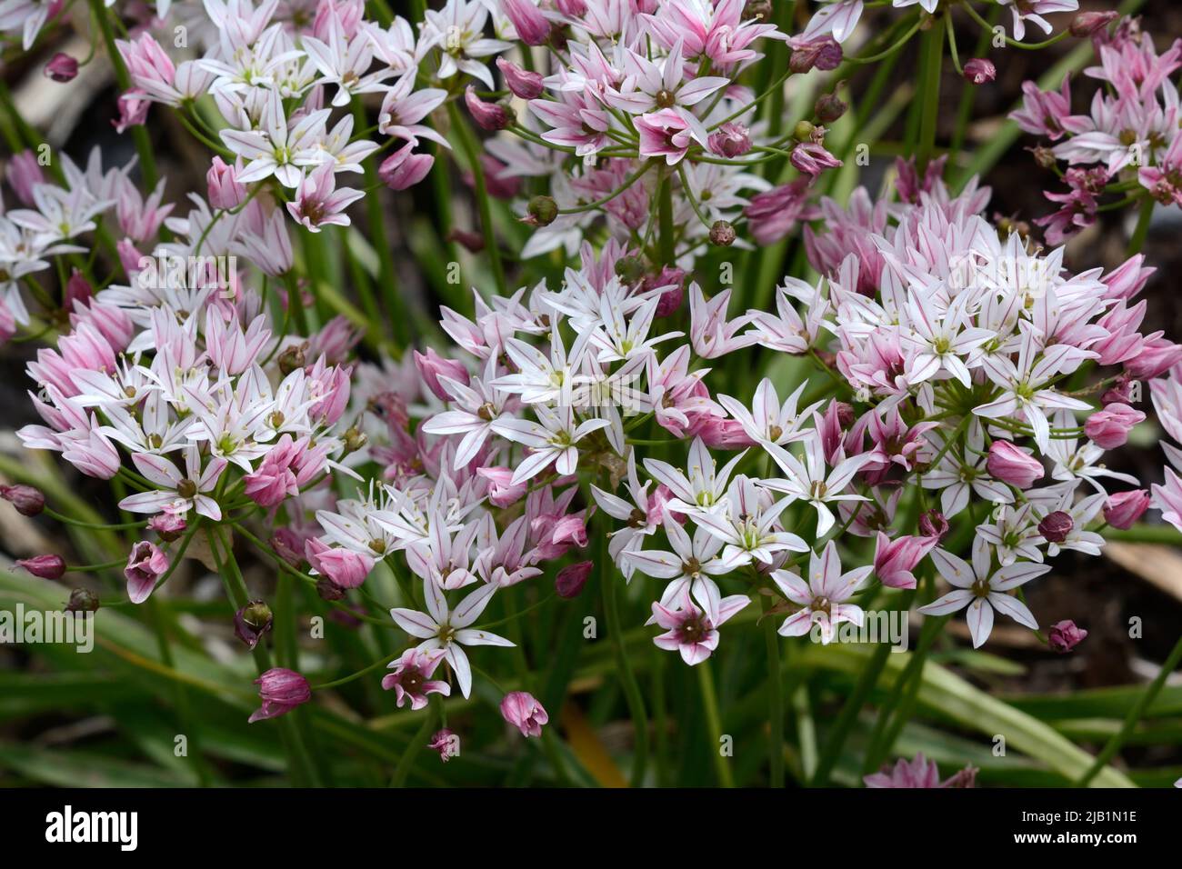 Allium camelion flores ornamentales cebolla rosa oscuro flores que se desvanecen a blanco Foto de stock