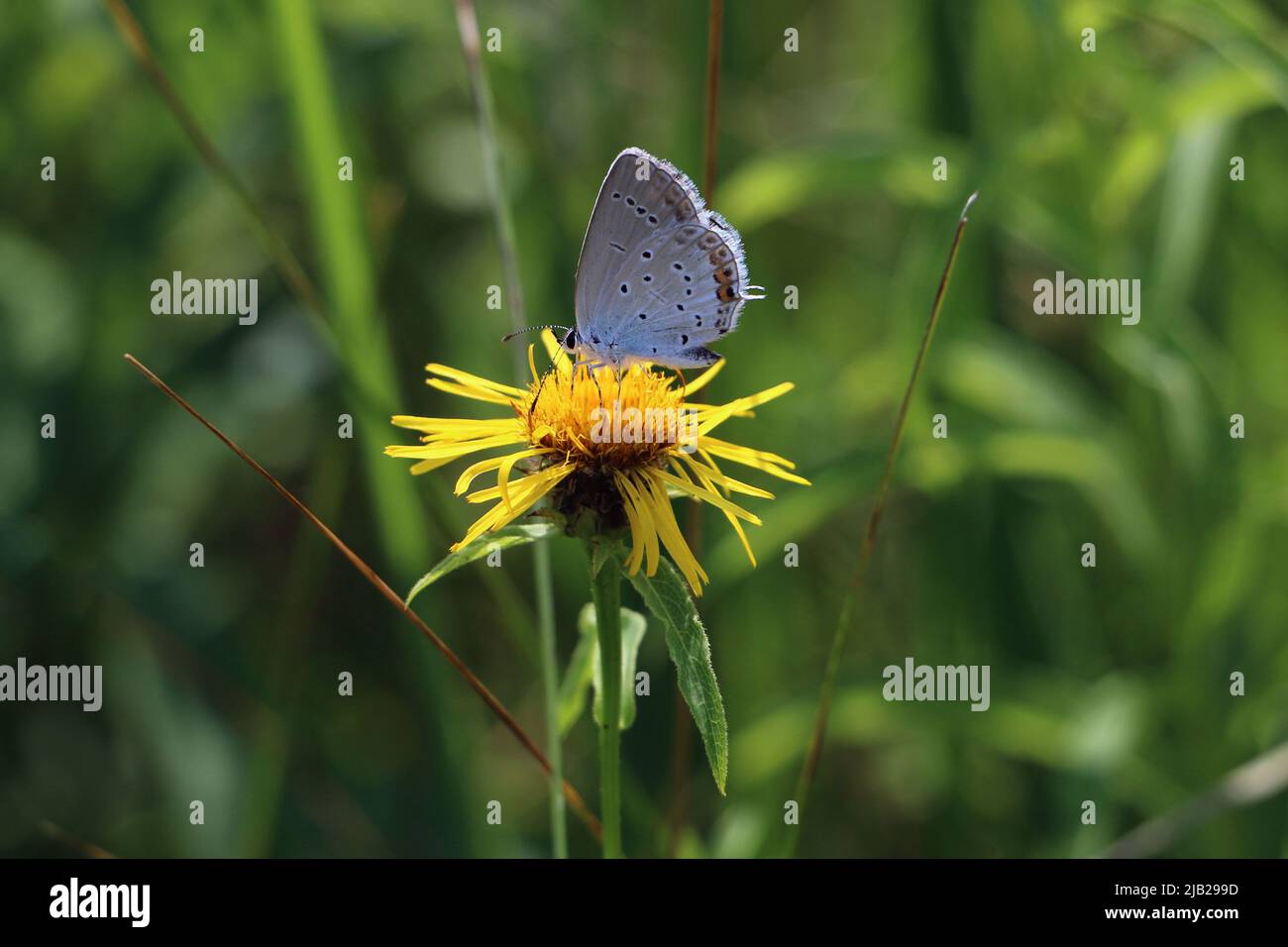 Una mariposa de cola corta azul - Cupido argiades adulto sentado en una flor salvaje amarilla florece en un prado Foto de stock