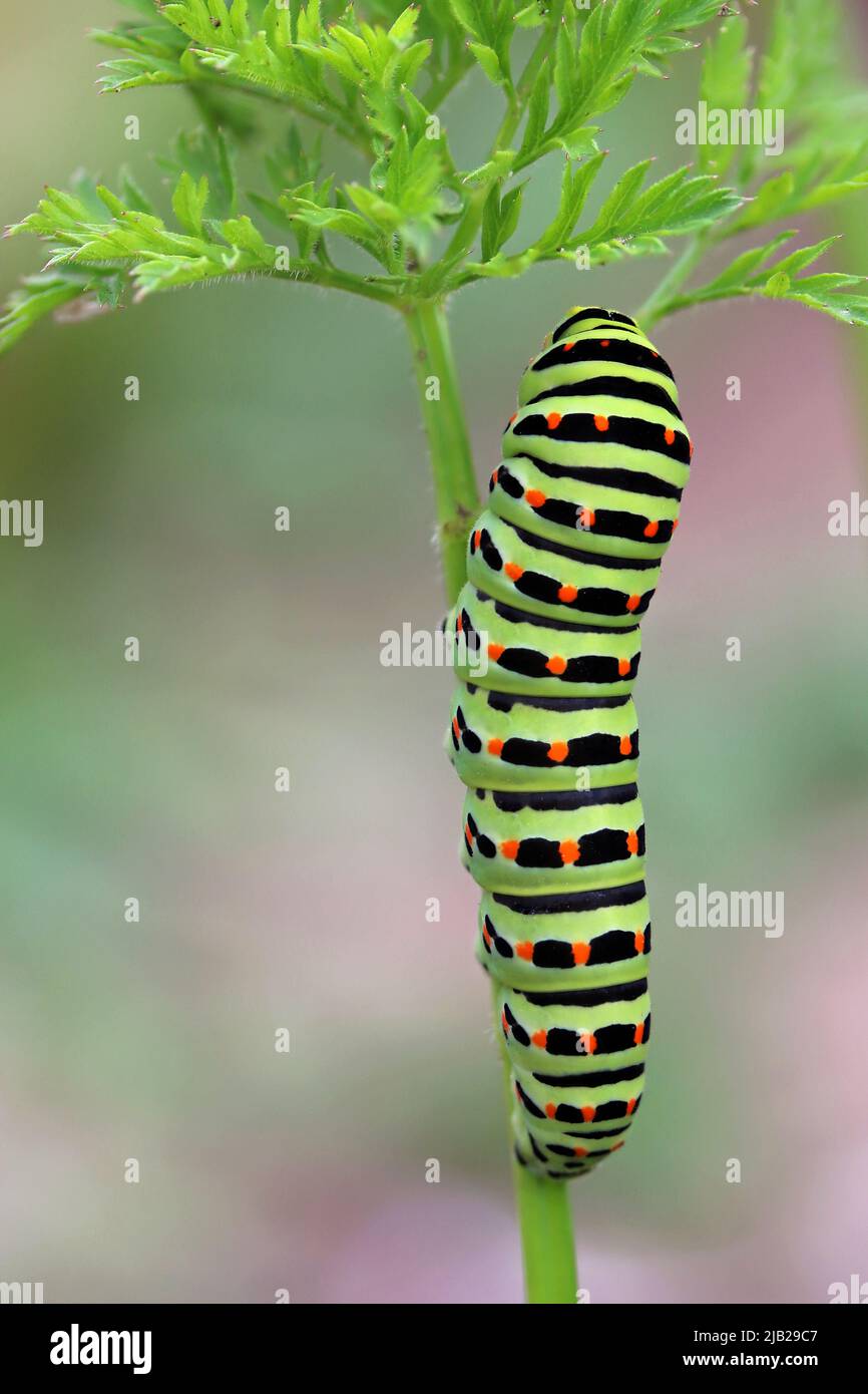 Gran y colorida oruga del Viejo Mundo cola de golondrina en la planta de alimentos - zanahoria en el jardín, Papilio machaon Foto de stock