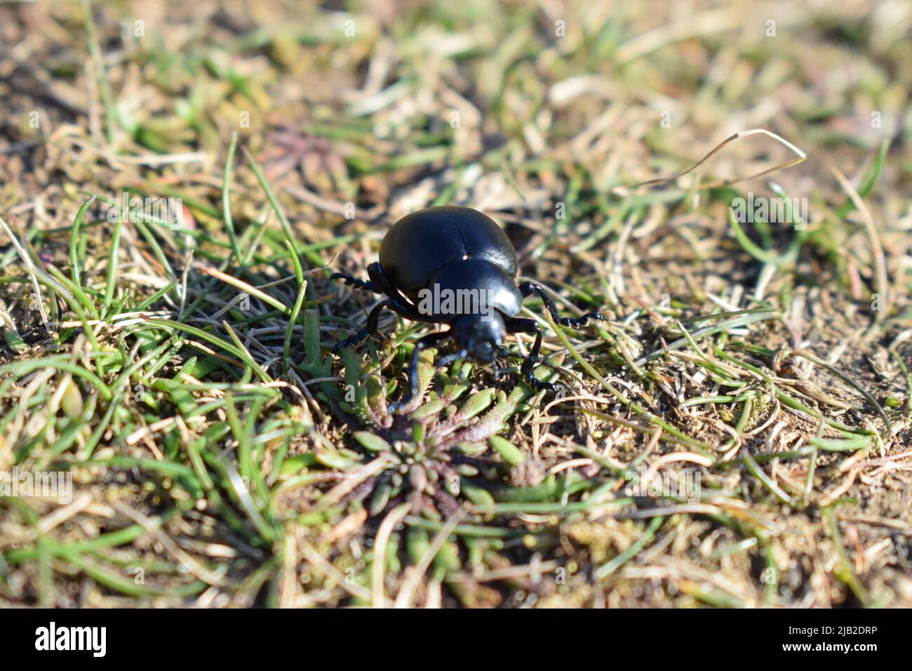 Escarabajo negro con nariz sangrienta en el camino de la costa de Gales del Oeste Foto de stock